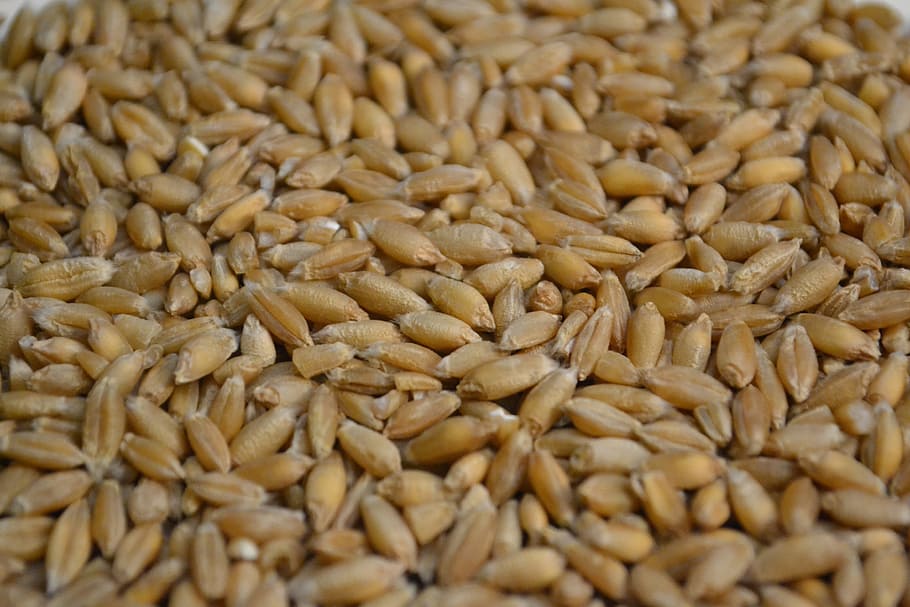 Triticale, Organic, Grains, food and drink, cereal plant, agriculture HD wallpaper