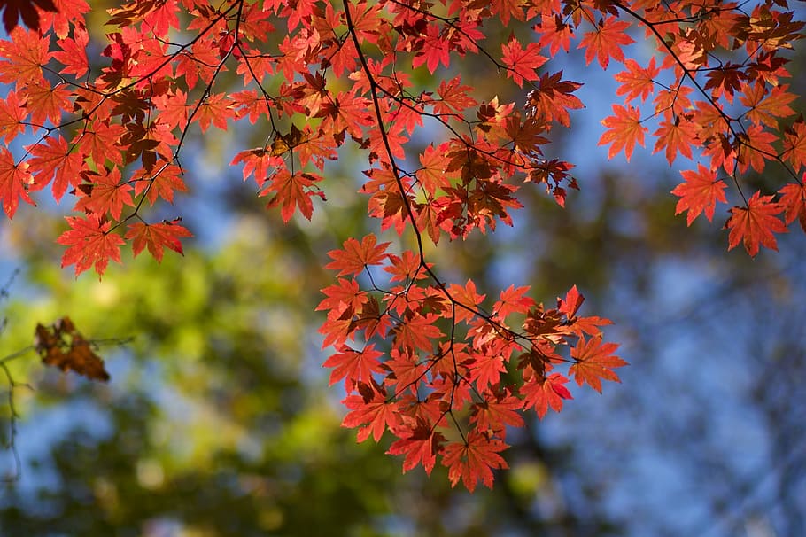 maple, autumn, red leaves, tree, branch, nature, change, plant part HD wallpaper