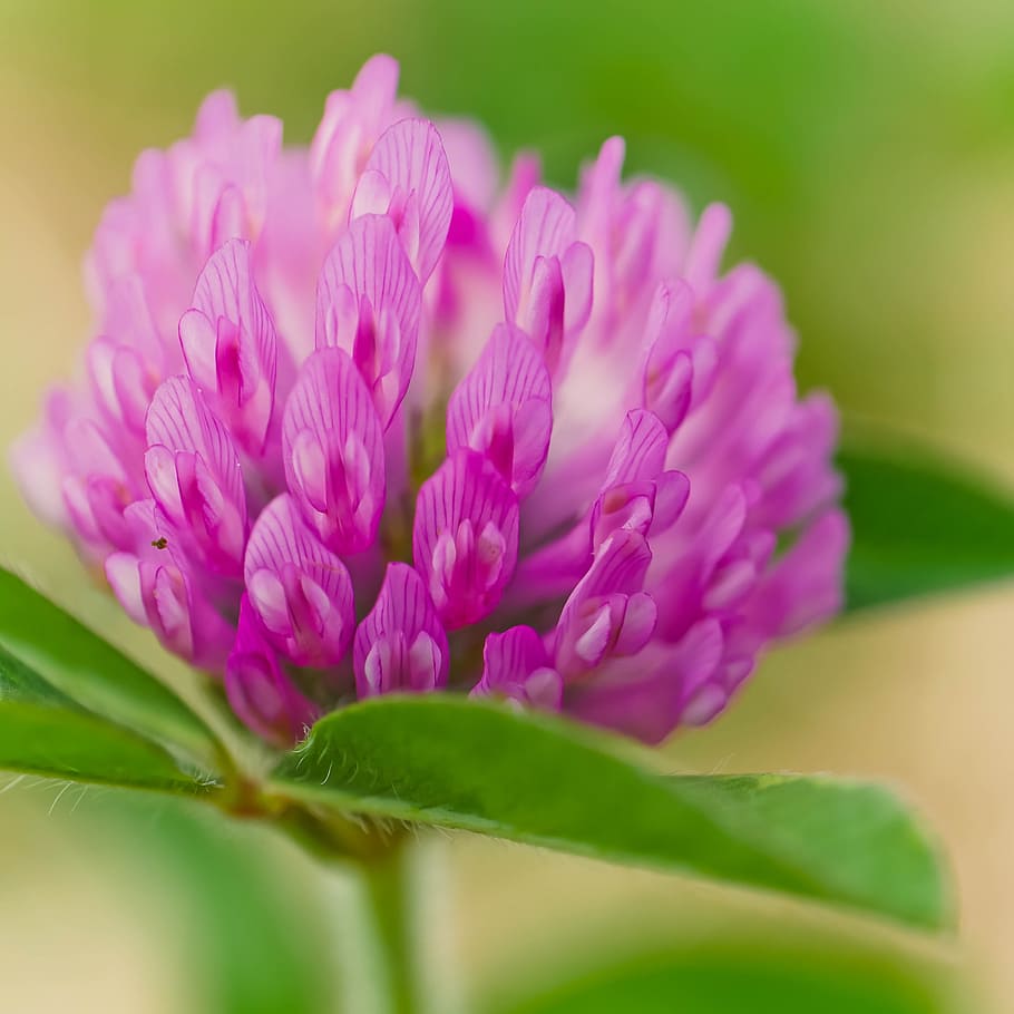 flower, plant, nature, spring, garden, summer, floral, leaf HD wallpaper