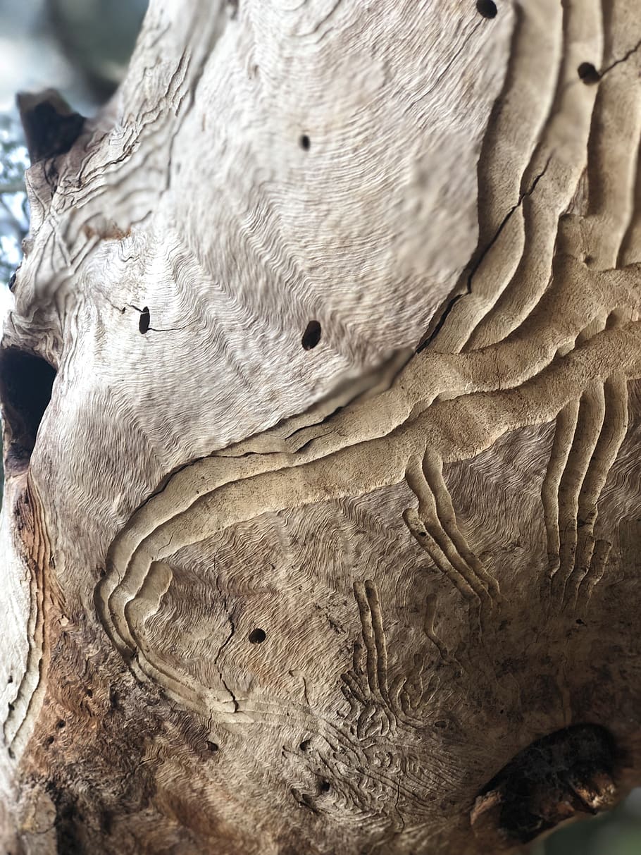 nature, desktop, closeup, close-up, no people, textured, tree trunk HD wallpaper