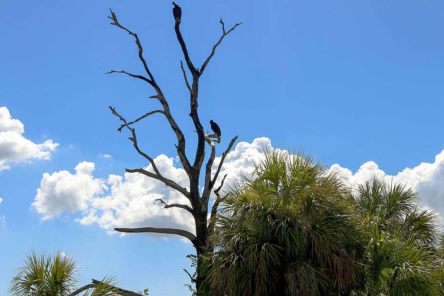 Tree, Palms, Nature, Landscape, Trunk, birds, clouds, sky, blue HD wallpaper