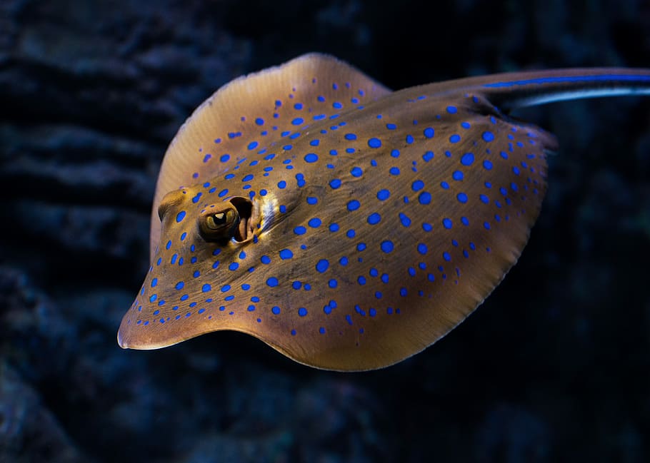 closeup photo of brown and blue stingray, brown and blue sting ray, HD wallpaper