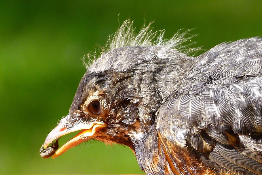 bird, bug, insect, animal, picking, macro, nature, beak, feather HD wallpaper