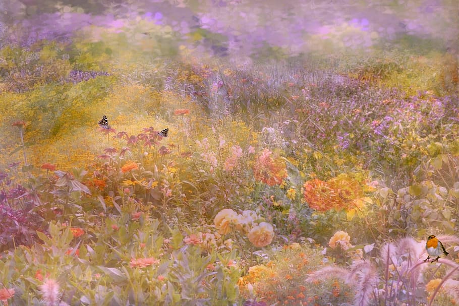yellow and purple flower field, background, texture, flower meadow HD wallpaper
