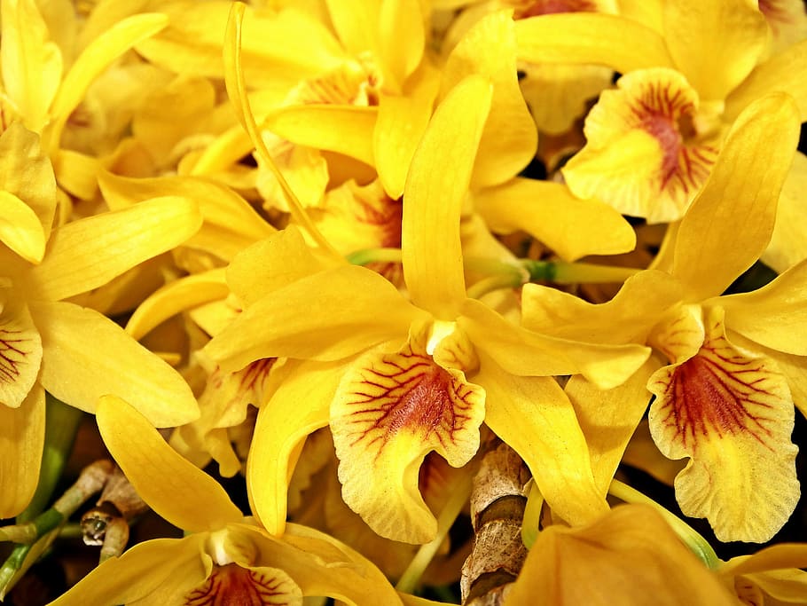orchid, flower, garden, spring, flowering plant, vulnerability HD wallpaper