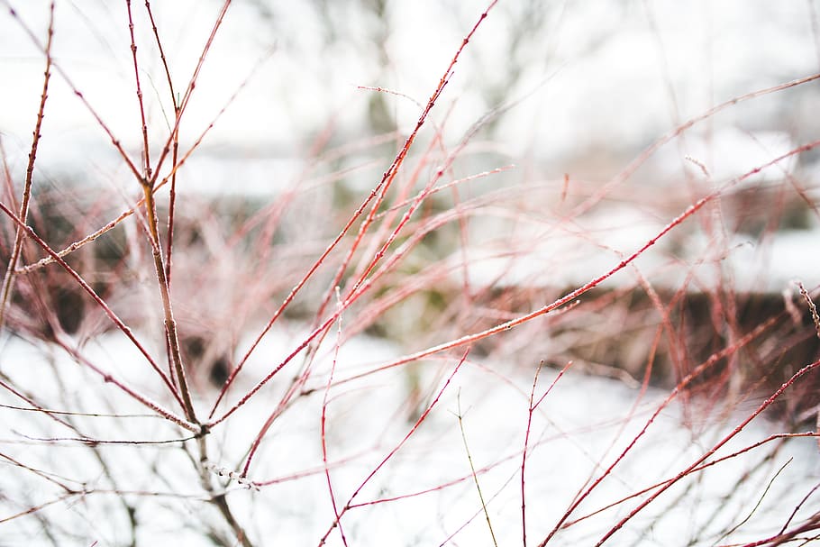 Branch, Branches, Winter, Snow, Close Up, close-up, closeup HD wallpaper