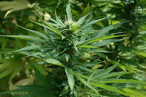 HD wallpaper: green cannabis buds, marijuana, drug, weed, medical, leaf, plant - Wallpaper Flare