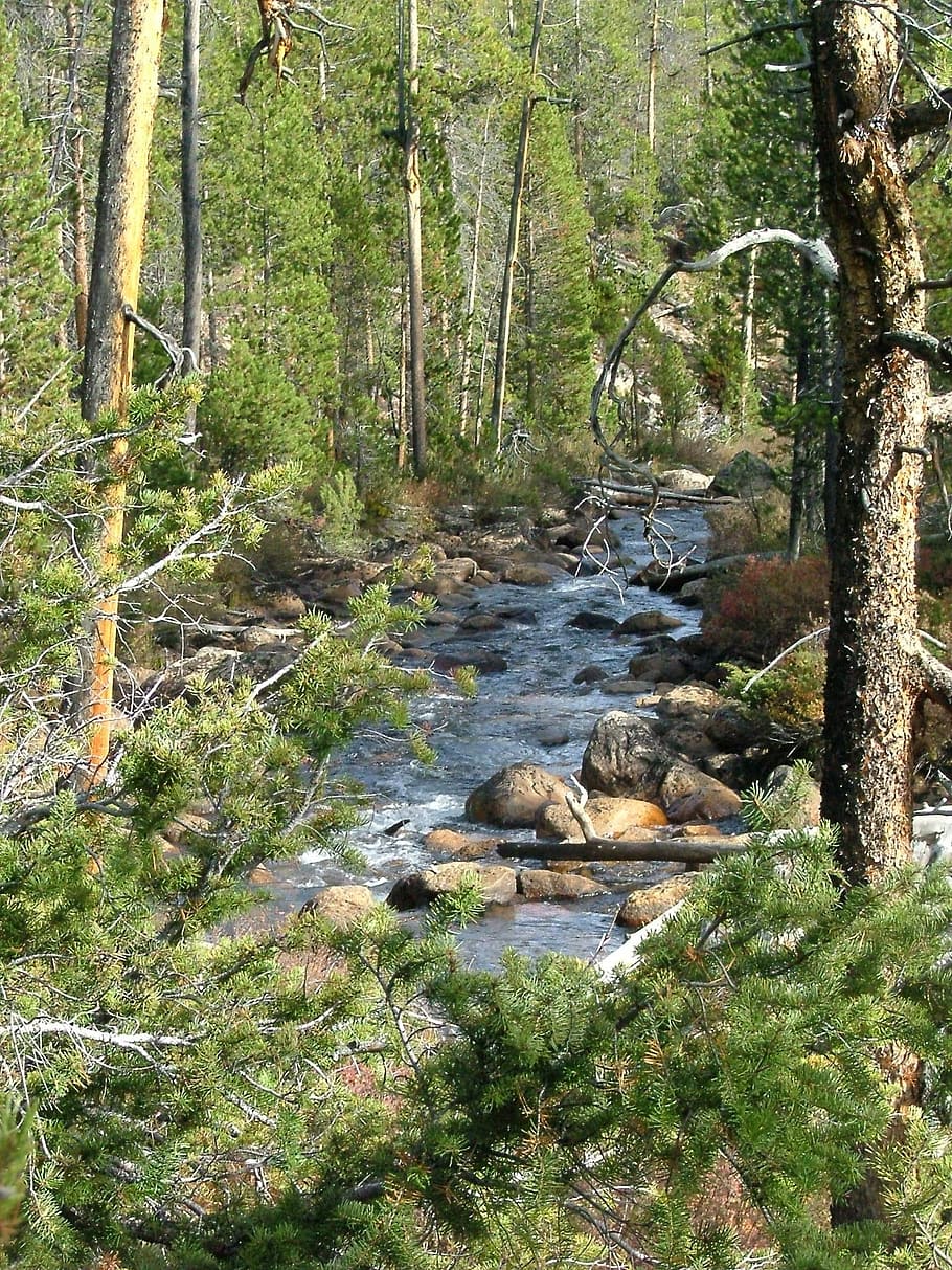 stream, rapids, forest, river, rocks, trees, flowing, plant HD wallpaper
