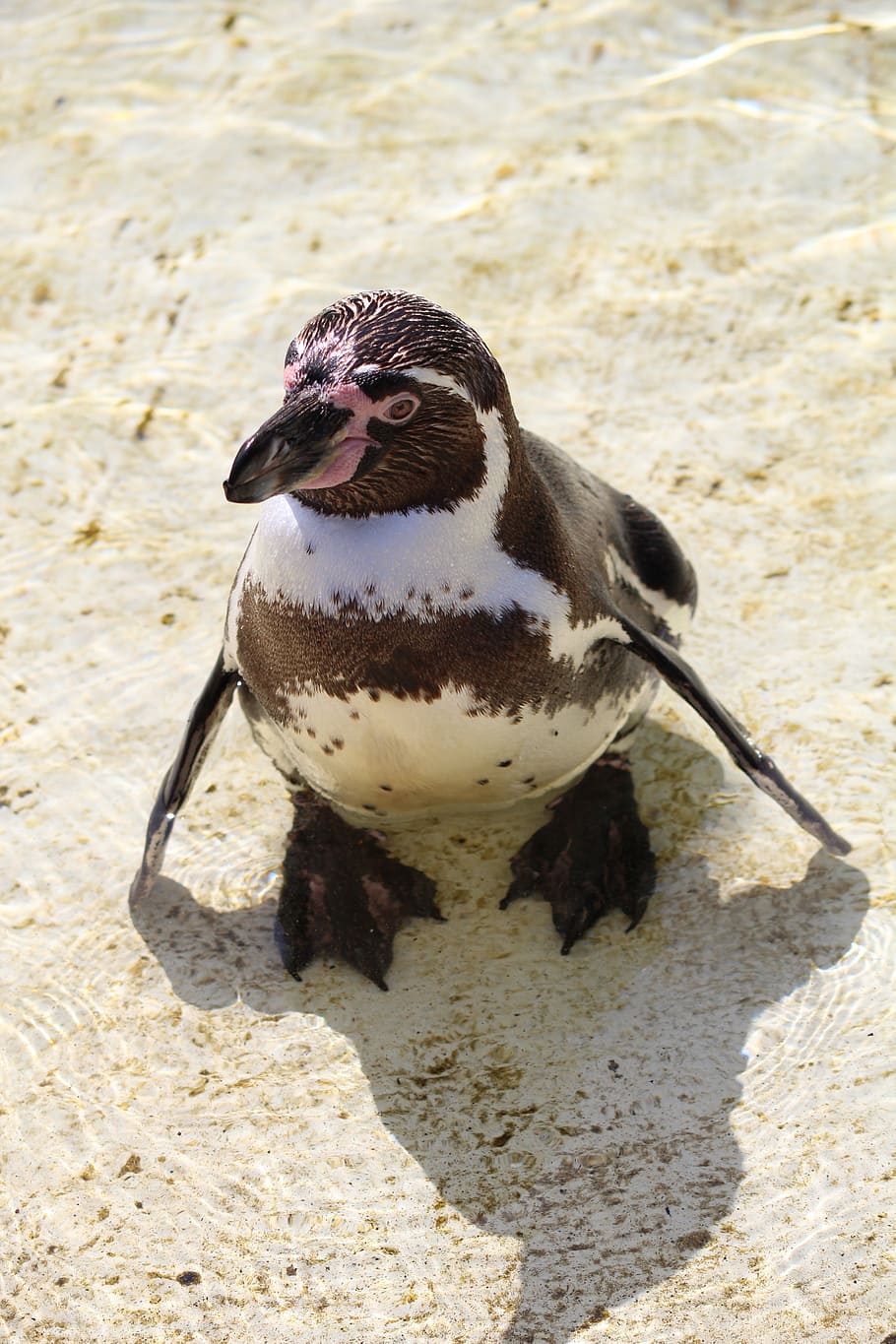 humboldt penguin, south america, coast, water bird, sphensus humboldt, HD wallpaper