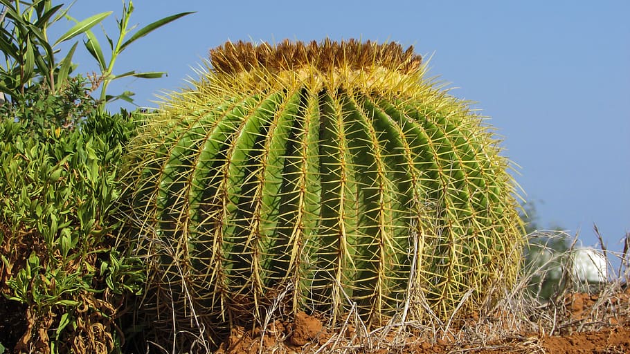 cactus, plant, nature, sharp, thorns, green, cactus park, ayia napa HD wallpaper