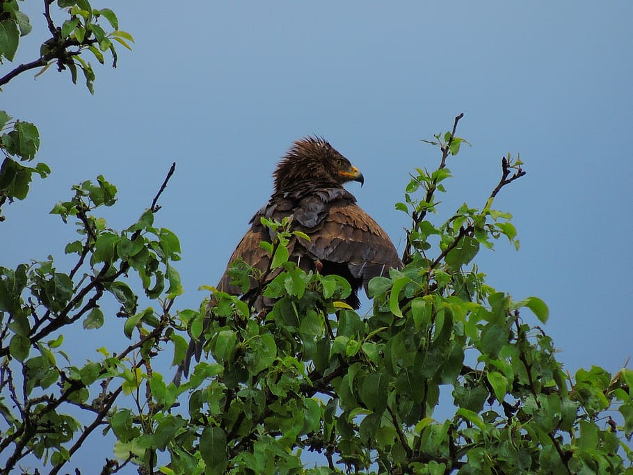 eagle, spotted eagle, raptor, plant, animal themes, low angle view HD wallpaper