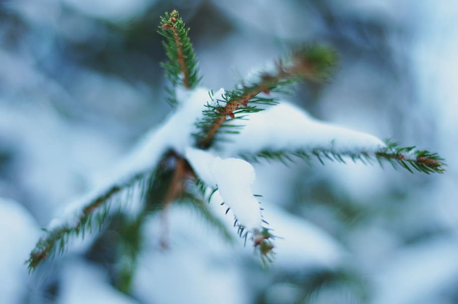 pine tree leaf coated with snow during daytime, palm tree covered with snow HD wallpaper