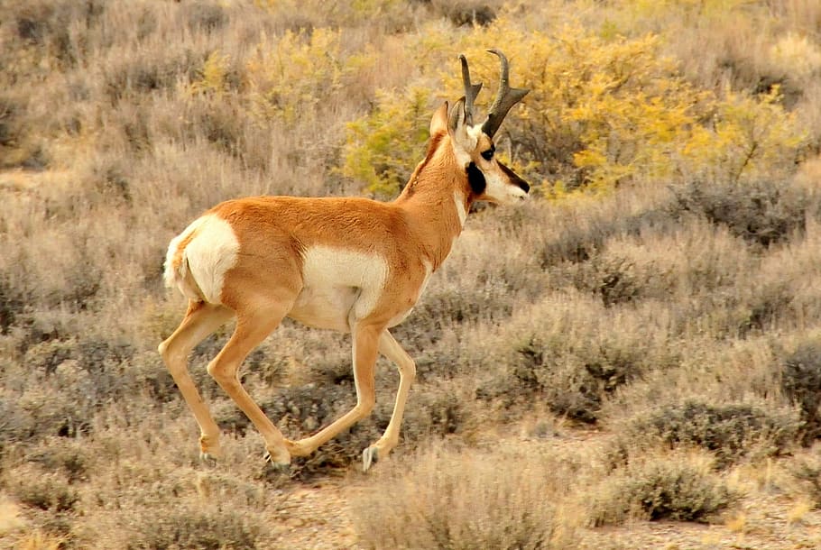 pronghorn, buck, wildlife, animal, nature, prairie, grass, antlers, HD wallpaper