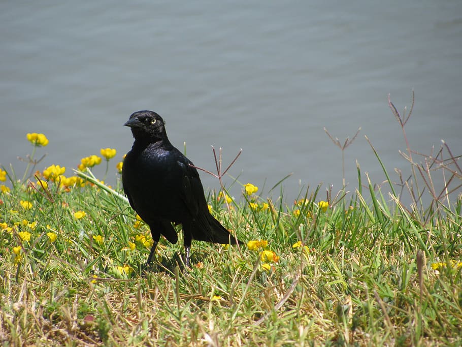blackbird, starling, nature, crow, animal, black Color, grass, HD wallpaper