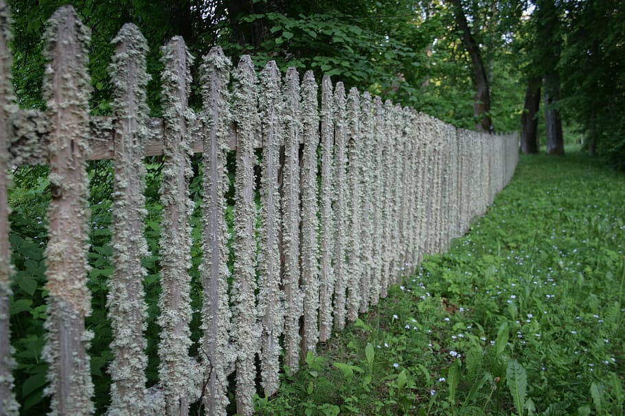 fence, tree, village, old tree, green, rime, plant, growth HD wallpaper