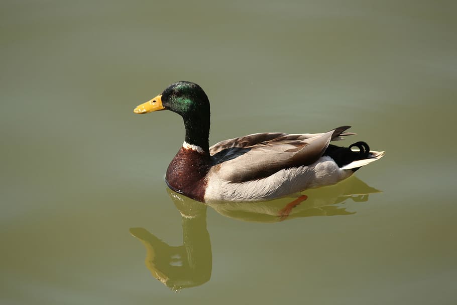 duck, float, reflection, waterfowl, swim, bird, wild, mallard HD wallpaper