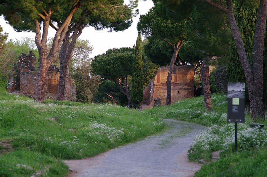 appia, antica, rome, plant, tree, grass, architecture, nature HD wallpaper