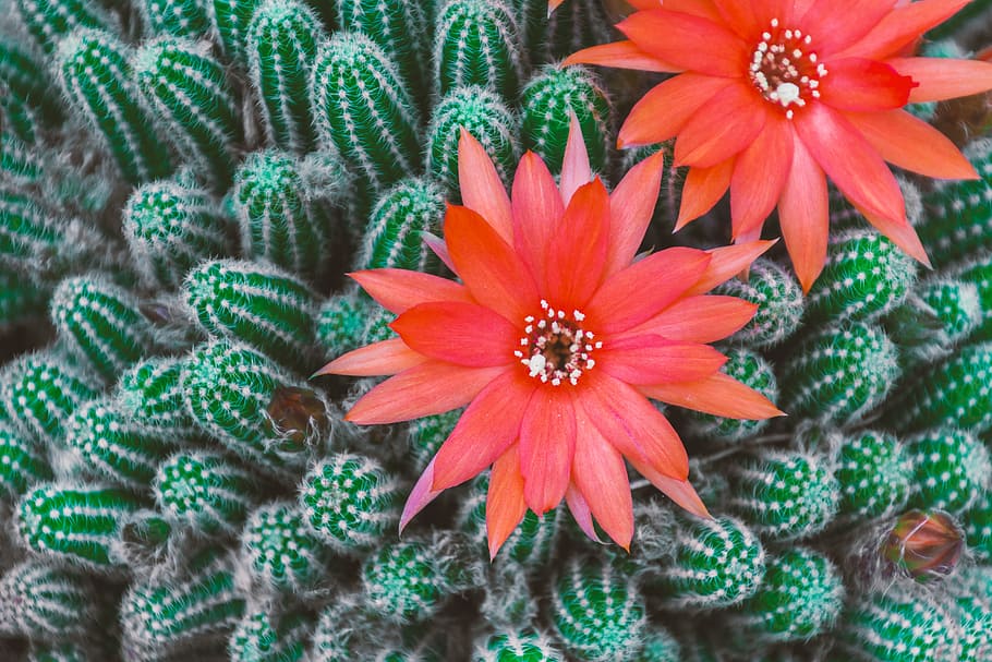 red cactus flowers in closeup photo, blossom, bloom, pink, yellow