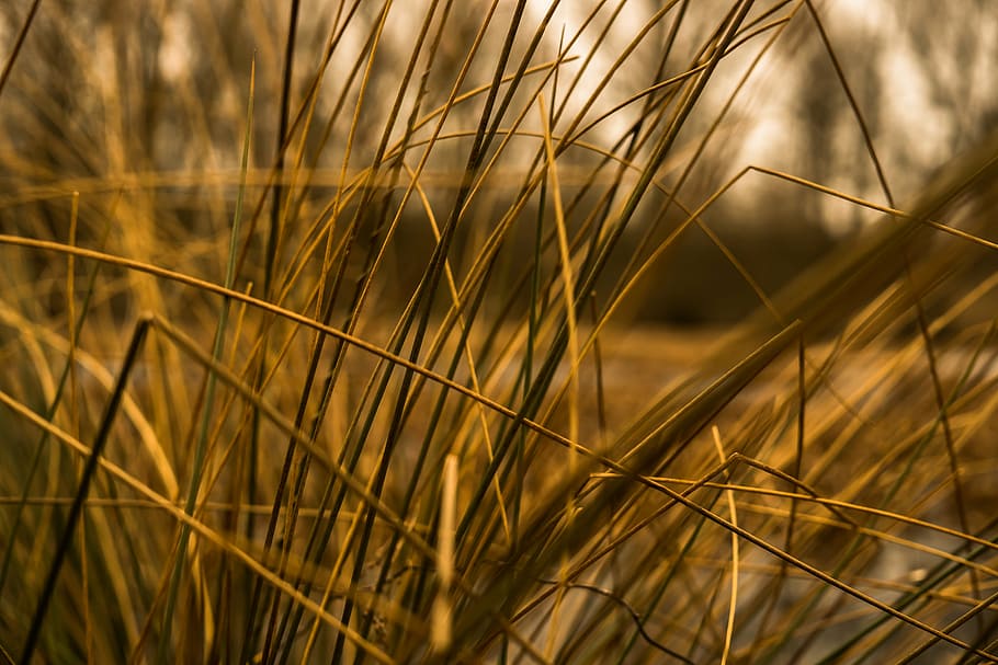 grasses, halme, stalk, close, blades of grass, nature, autumn HD wallpaper