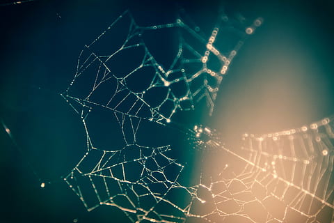 closeup photo spider web, blur, blurry, close-up, cobweb, macro HD wallpaper