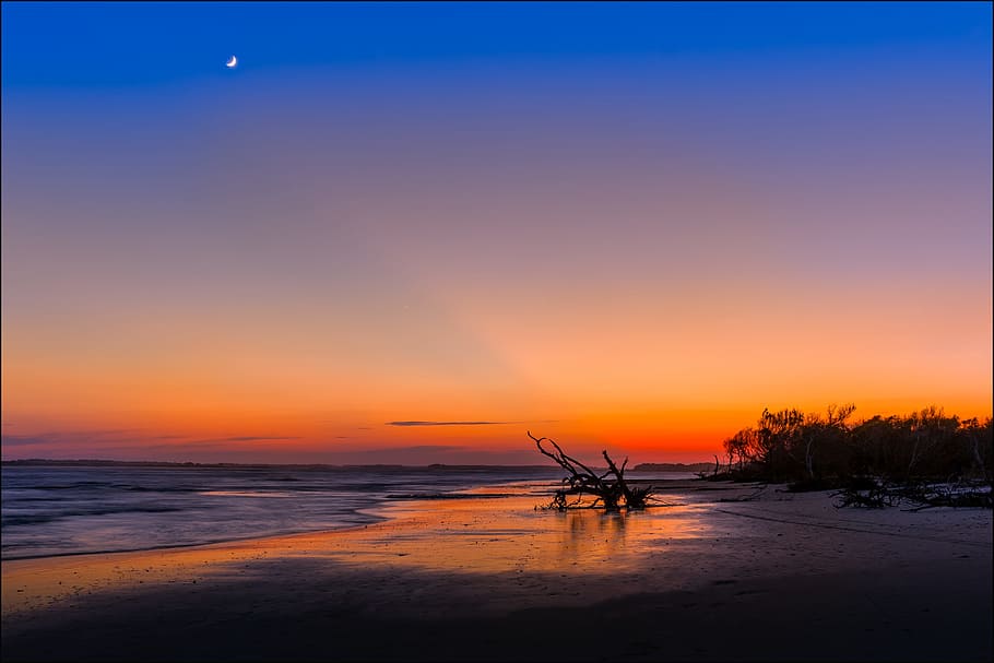 Silhouette of Tree Near Sea Shore during Sunset, backlit, beach HD wallpaper