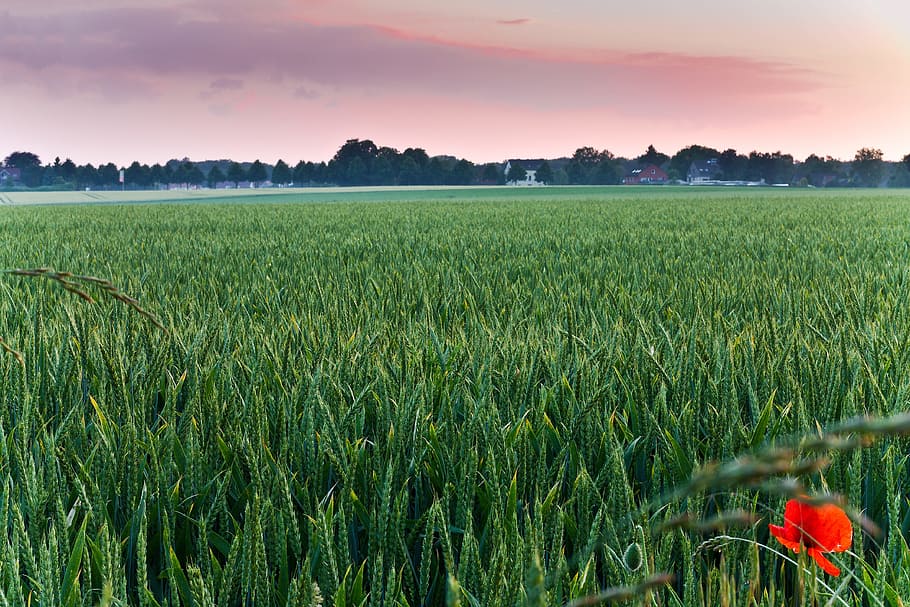 Field, Wheat, Evening, Cereals, summer, agriculture, sky, germany HD wallpaper