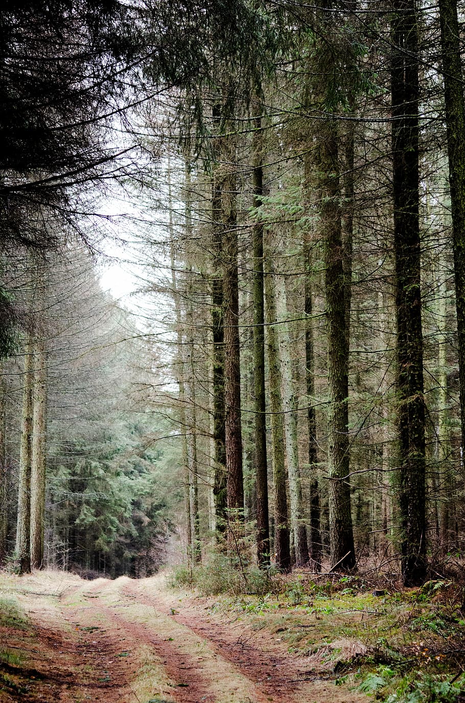 path, wood, forest, nature, landscape, green, outdoor, scenic HD wallpaper