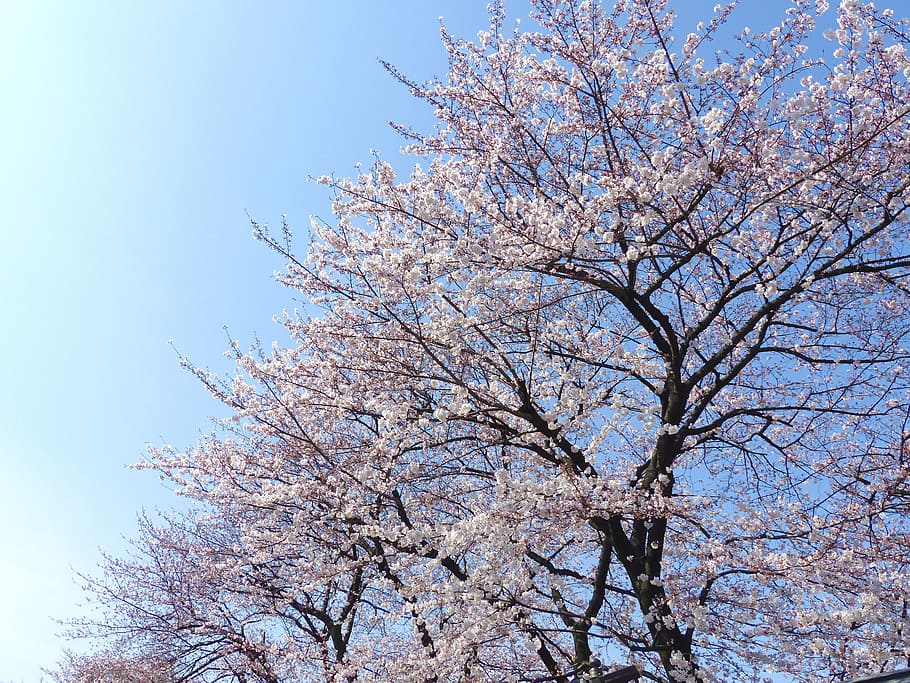 snow covered tree during daytime, sakura, japan, cherry, nature HD wallpaper