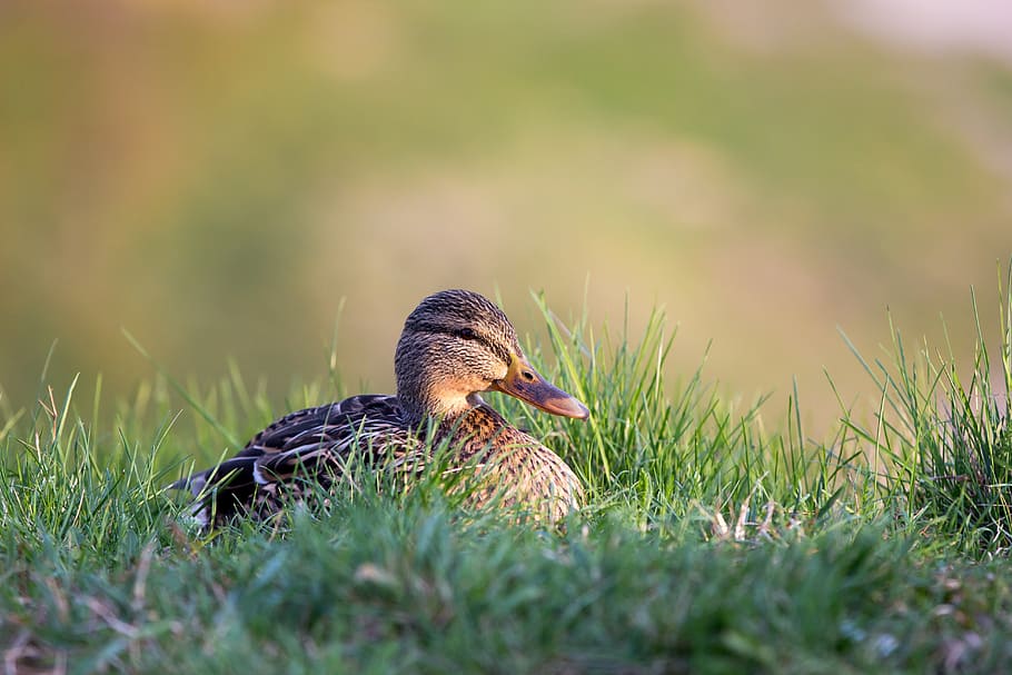 duck, grass, bokeh, animal wildlife, bird, one animal, animals in the wild HD wallpaper