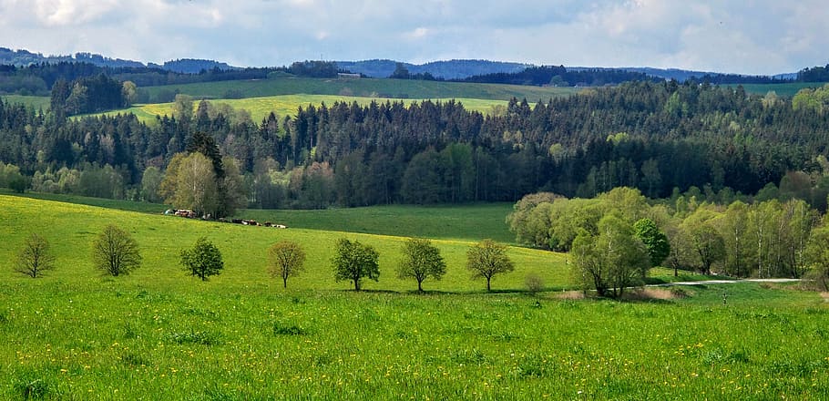 nature, landscape, meadow, path, plant, tree, grass, green color HD wallpaper