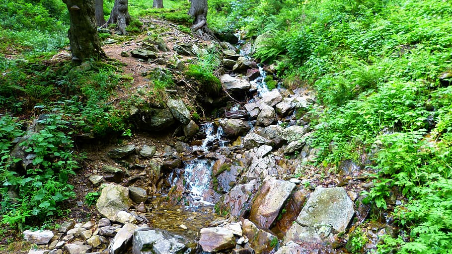 stream, forest, water, torrent, stones, bank, trough, creek bed HD wallpaper