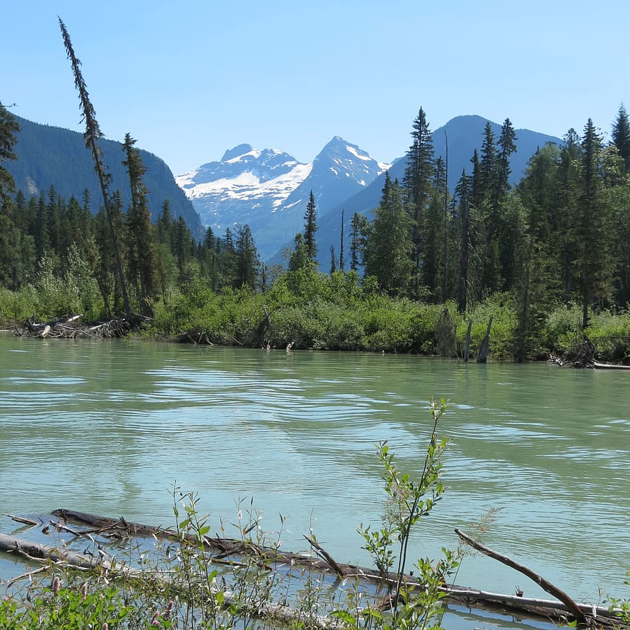 canada, wells gray, brook, mountains, snow, tree, plant, beauty in nature HD wallpaper