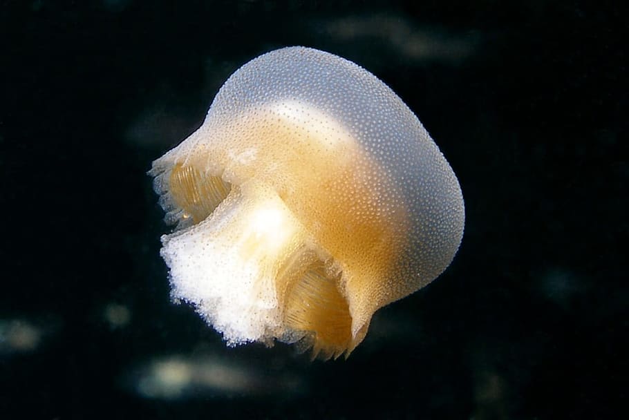 Bazinga, Jellyfish, Rhizostomae, rieki, ptychophorae, bazingidae, HD wallpaper