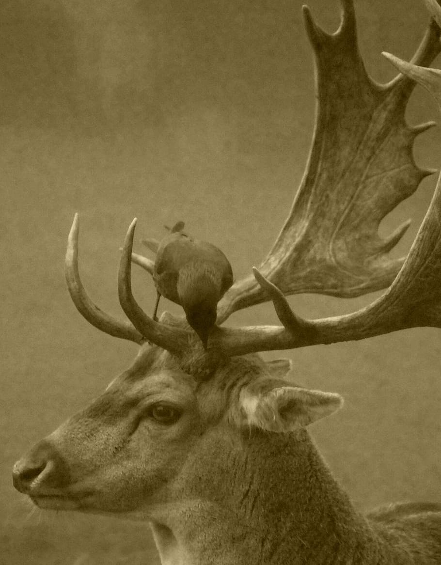 antlers, stag, deer, velvet, crow, wildlife, outdoors, nature, HD wallpaper