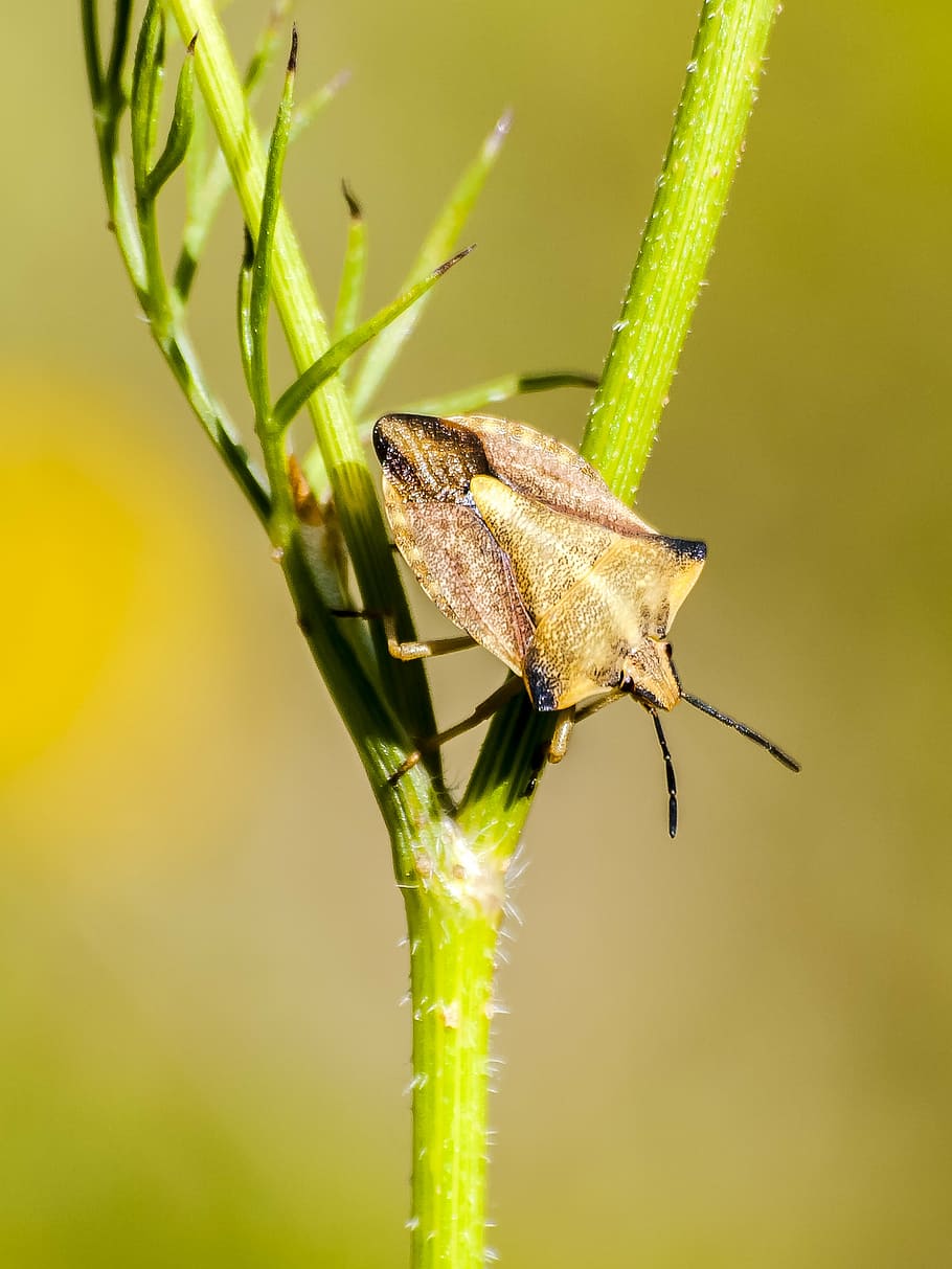 bug, leather bug, insect, nature, animal, animals in the wild HD wallpaper
