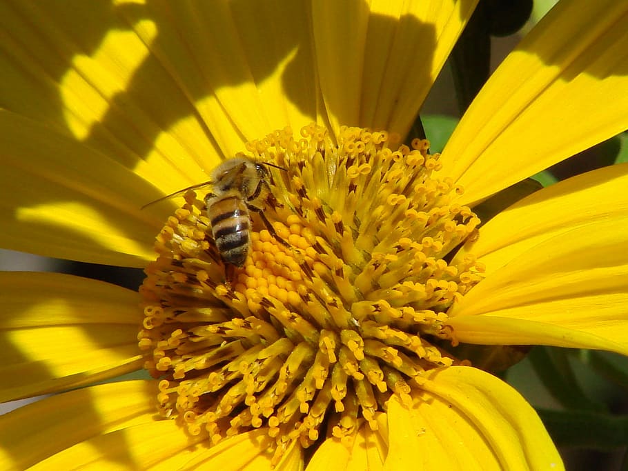 Bee, Flower, Yellow, Insect, petal, fragility, flower head HD wallpaper