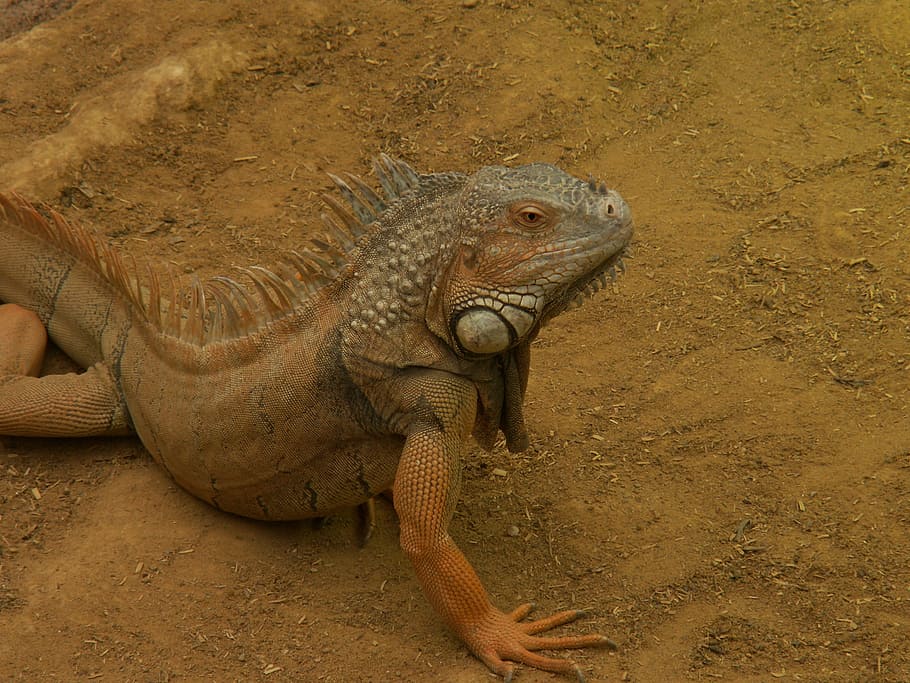 Iguana, Desert, Zoo, animal wildlife, reptile, animals in the wild HD wallpaper