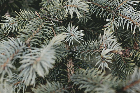 shallow focus photography of spruce tree, green plants, green leaf HD wallpaper