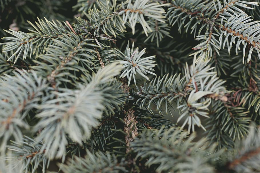 shallow focus photography of spruce tree, green plants, green leaf HD wallpaper