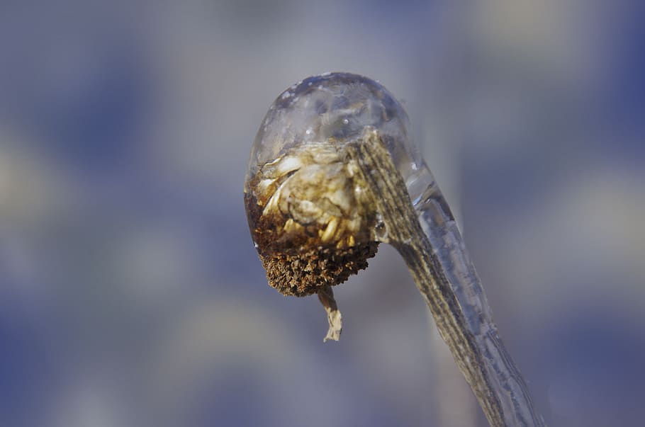 frozen, flower bud, winter, ice, encased, plant, macro, focus on foreground HD wallpaper