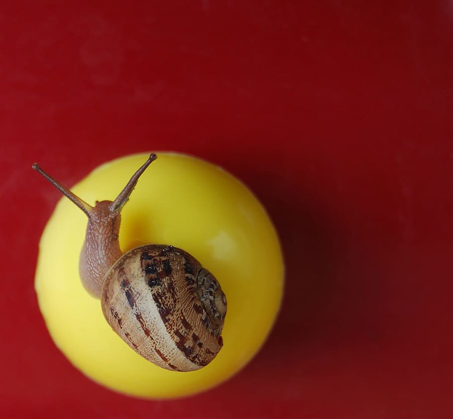 snail, round, macro, colors, yellow, red, composition, colored background HD wallpaper