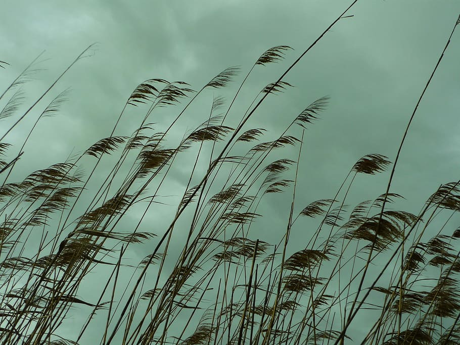 Carrizo, Cañas, Stems, Long, phragmites australis, canaveral HD wallpaper