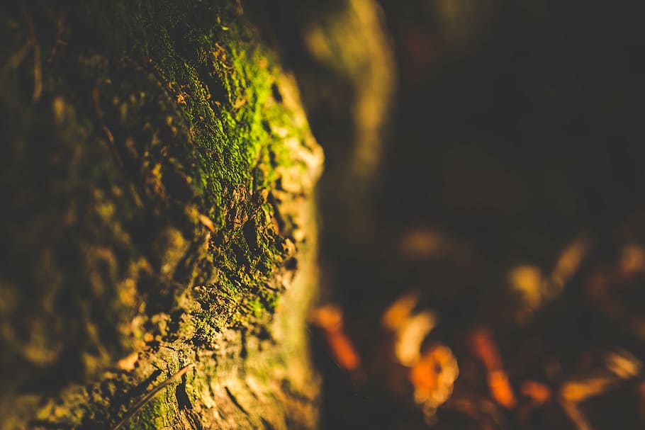 untitled, focus, photography, green, tree, trunk, root, moss HD wallpaper