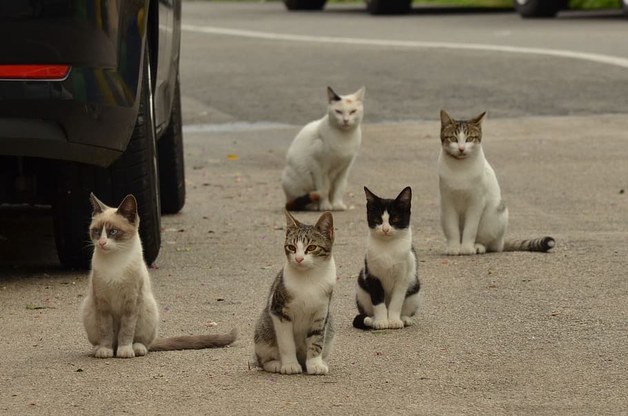 five cats on dirt road during daytime, kitten, alley cat, pet, HD wallpaper
