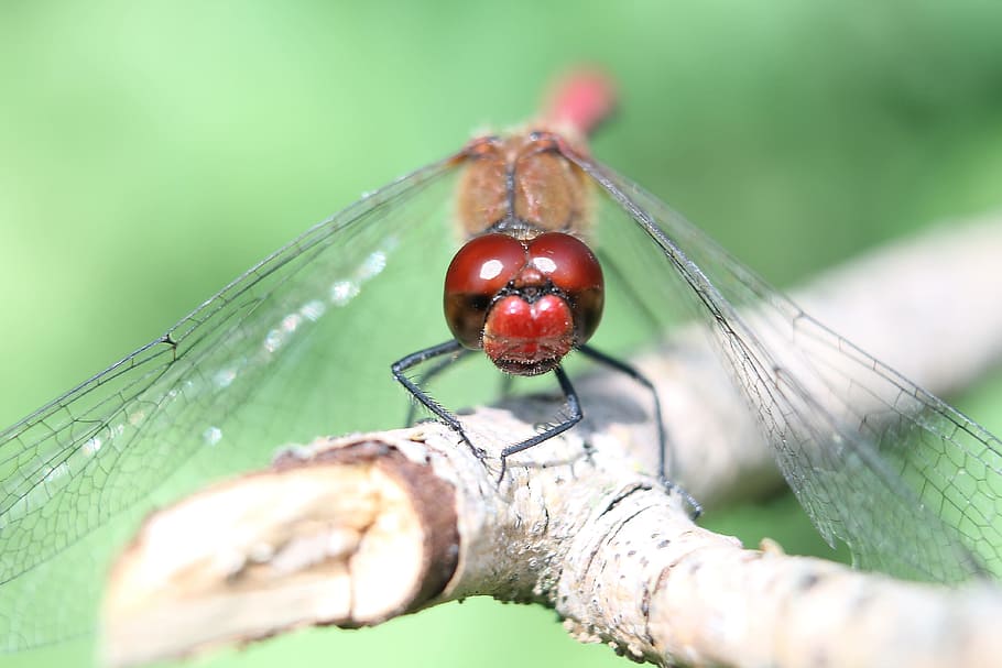 dragonfly, red dragonfly, insect, close, nature, animals, invertebrate HD wallpaper