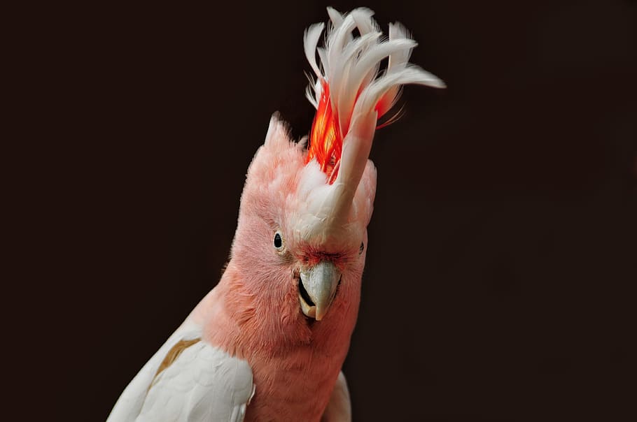 shallow focus photography of orange and white animal, major mitchell's cockatoo, HD wallpaper