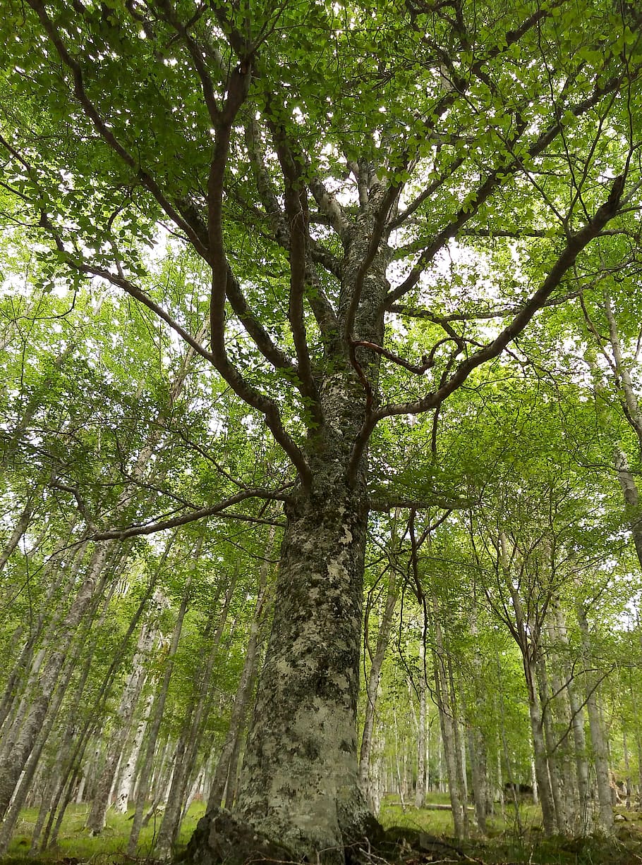 tree, trees, beech, hayedo, forest, nature, trunks, tree trunk HD wallpaper