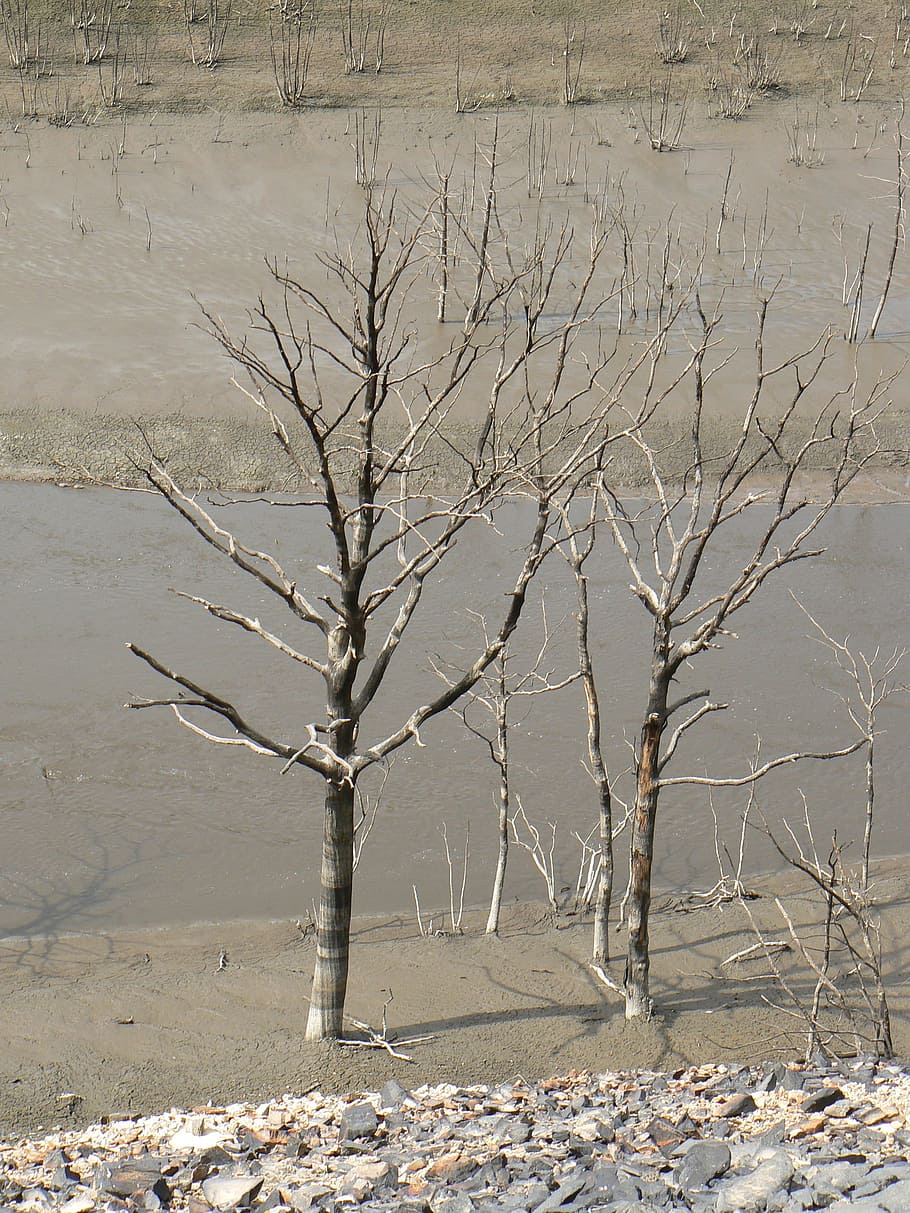 Dry Tree, Guerlédan, Landscape, Marsh, winter, no people, day HD wallpaper