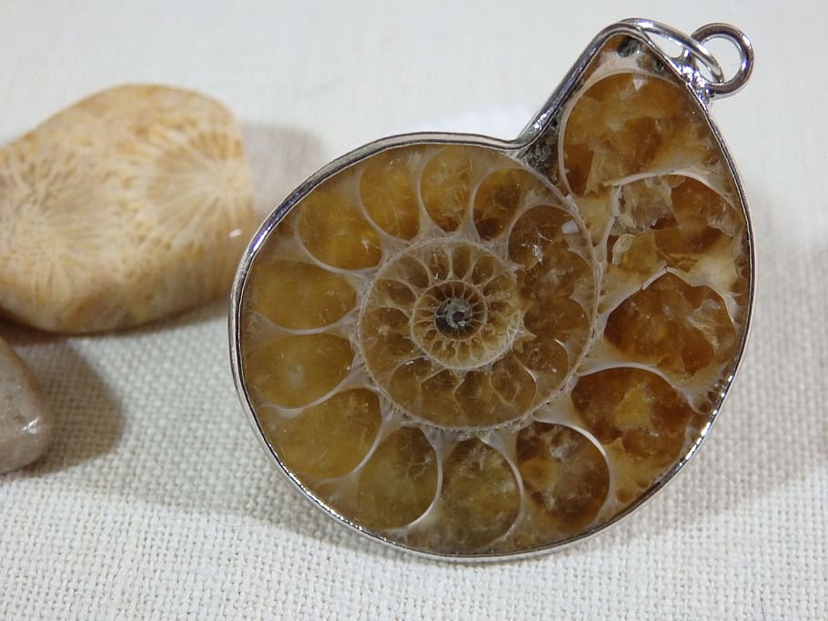 amonite, fossil, pendant, indoors, close-up, still life, food HD wallpaper