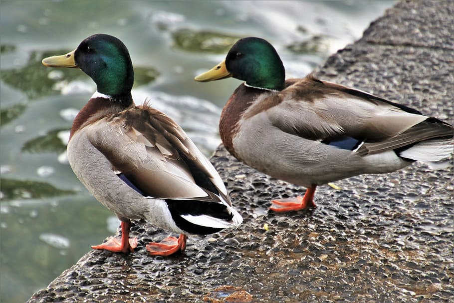 two brown-and-black ducks on gray surface, spring, beach, lake HD wallpaper
